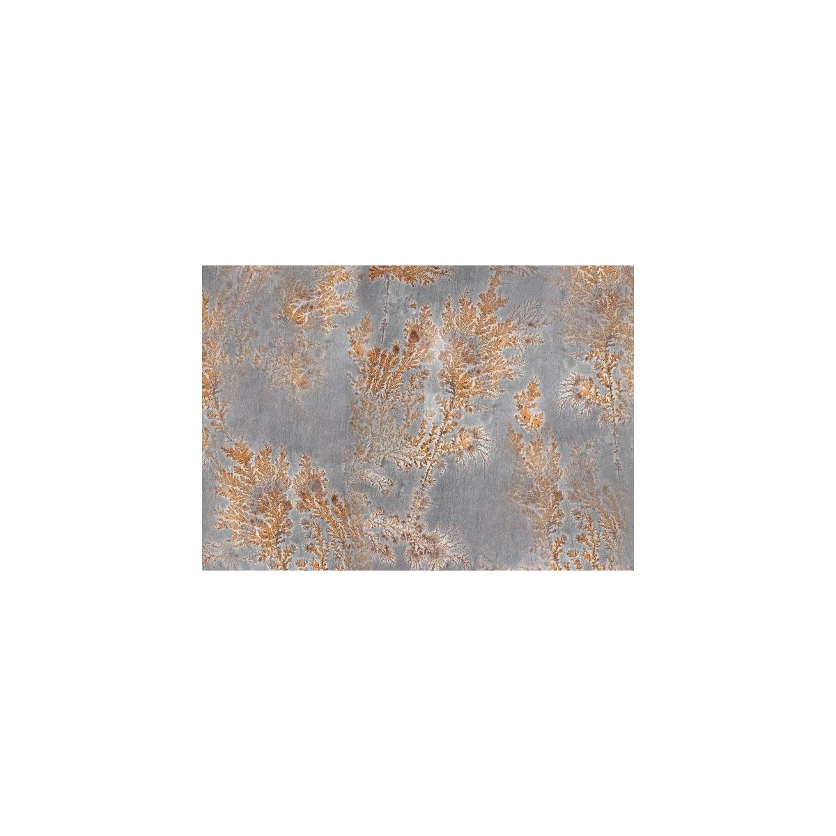 Octocorallia