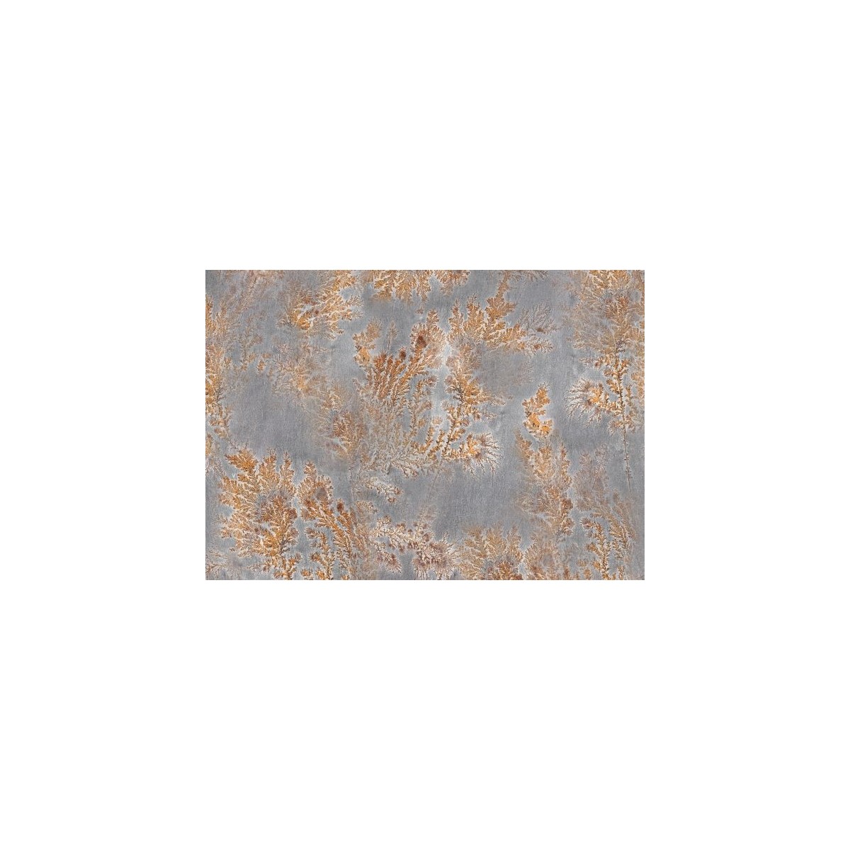 Octocorallia