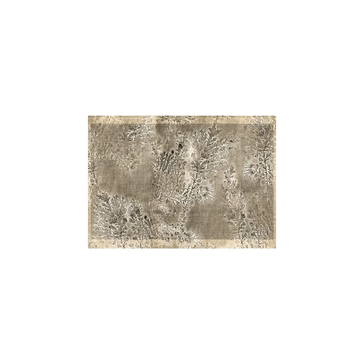 Octocorallia