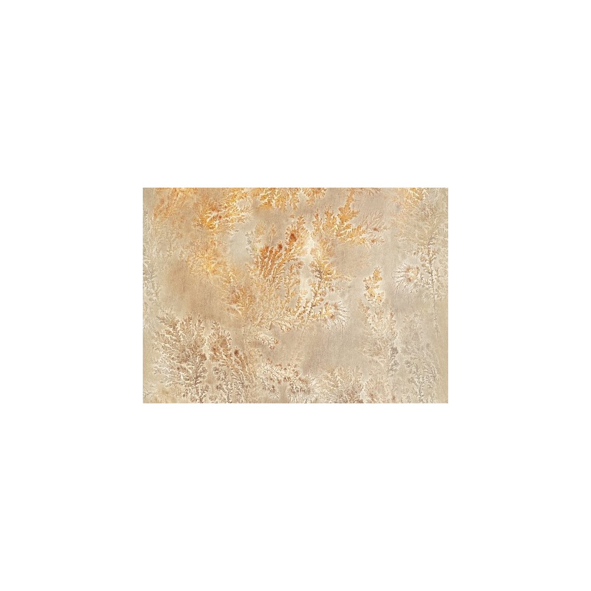 Octocorallia