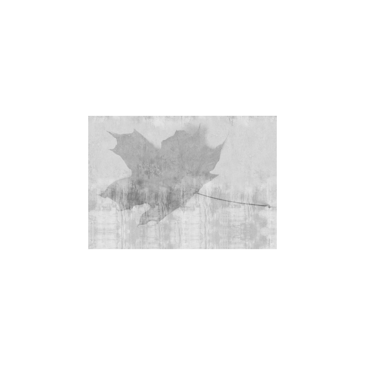 Folium Folium