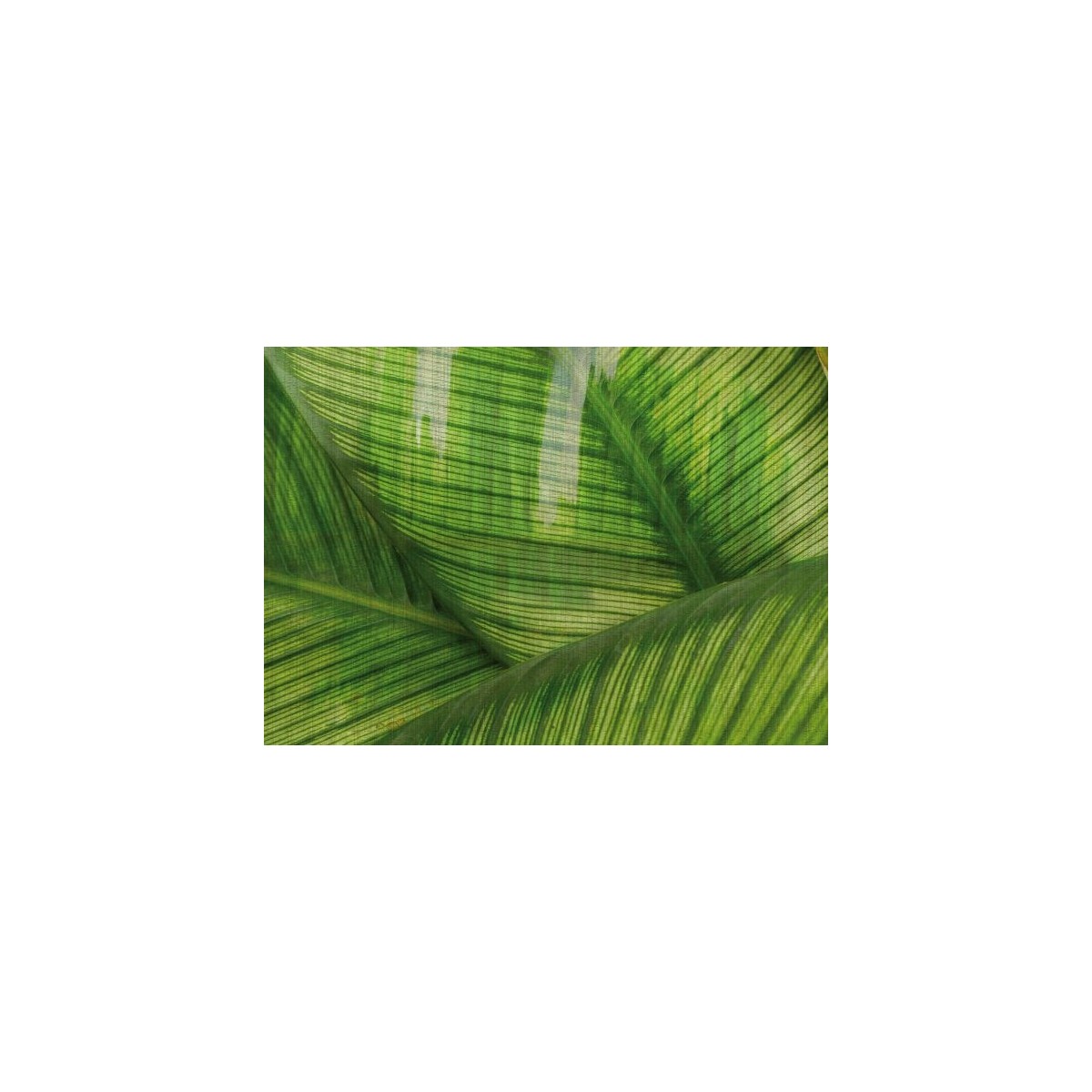 Leaf