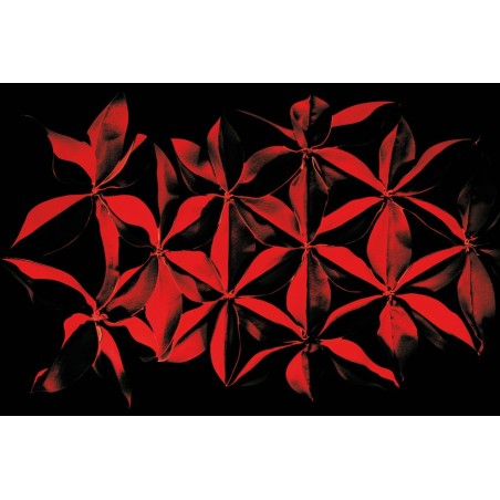 Chaises Longues Antibodi Moroso
