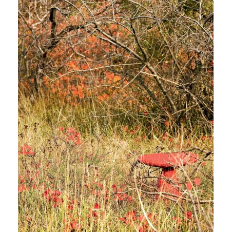 Stool Shitake Moroso