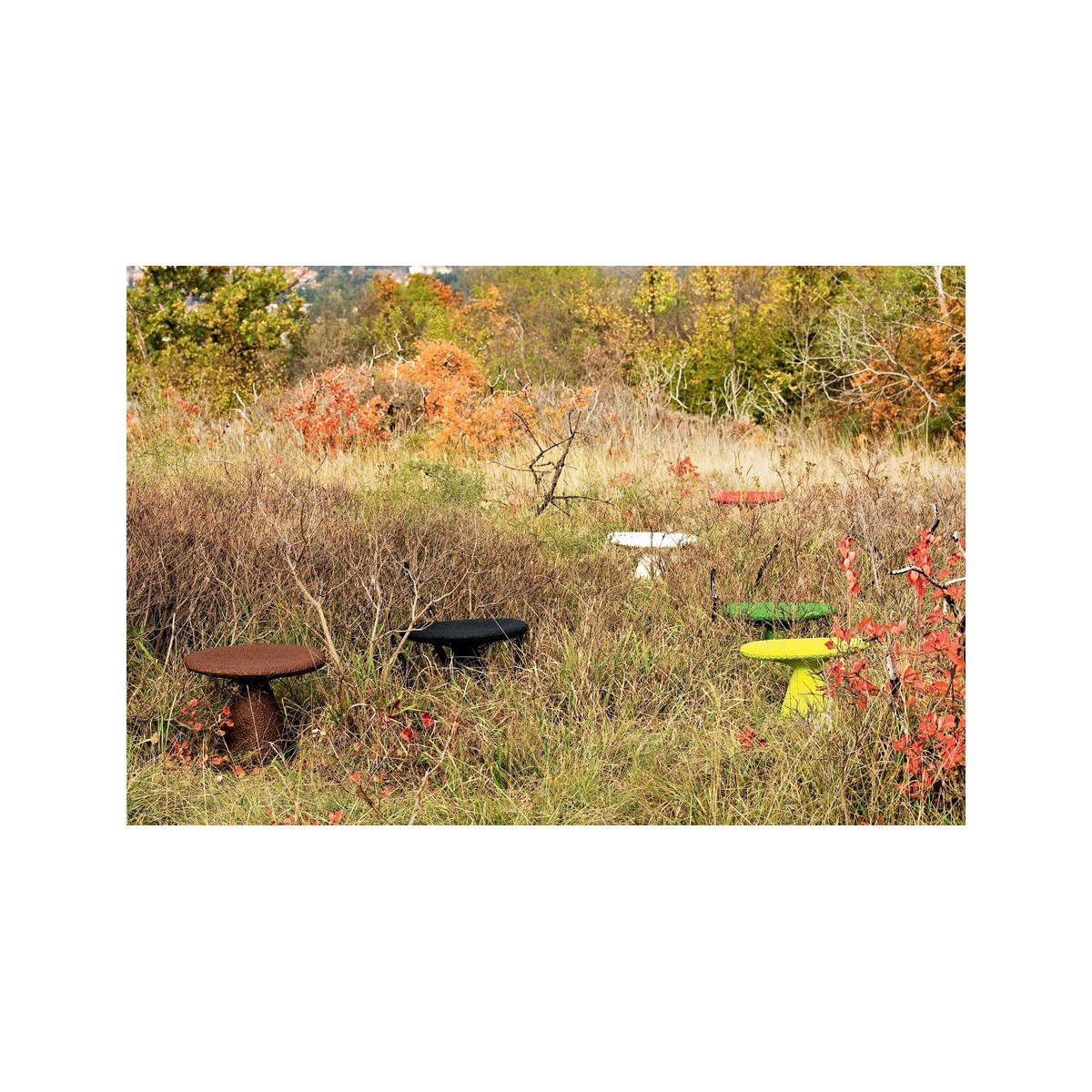 Stool Shitake Moroso Stool Shitake Moroso